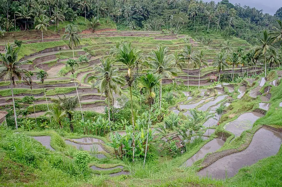 Terasering Tegalalang